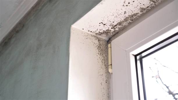 Mold Odor Removal Services in Lockeford, CA