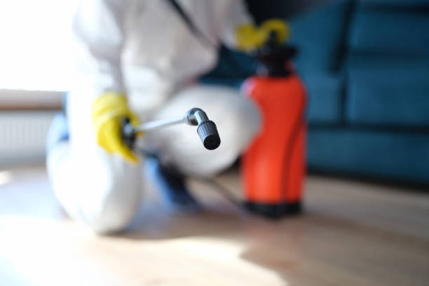 Best Basement Mold Removal  in Lockeford, CA